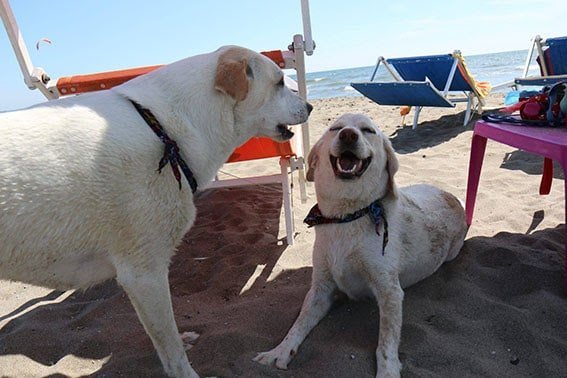Riapre la spiaggia pensata per i cani 