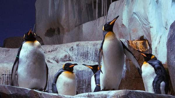 Stasera in TV: "SuperQuark", un documentario sui pinguini e molto altro 