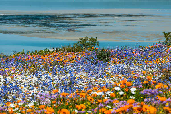 Stasera in TV: Namaqualand, il deserto che fiorisce