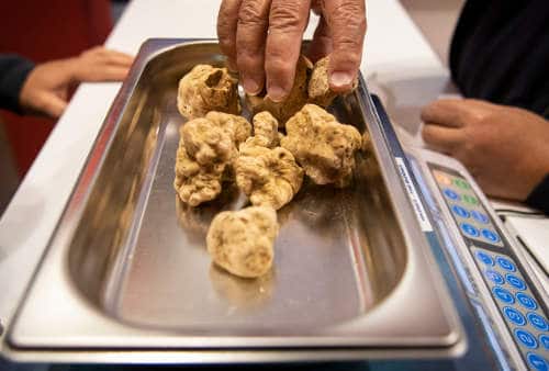 Fiera Internazionale del Tartufo Bianco d'Alba: il programma del prossimo weekend