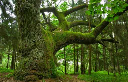 Oggi in TV: "La foresta delle meraviglie". Tra gli alberi d'Europa
