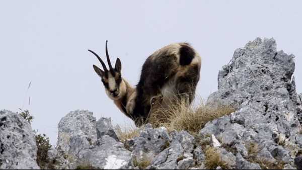 Oggi in TV: "Wild Italy". Equilibri