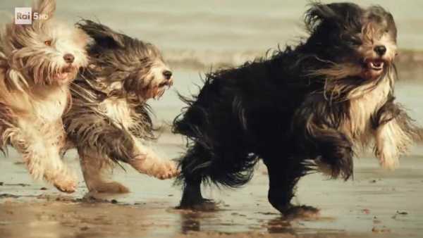 Stasera in TV: "Il cane, un amico di famiglia, e i suoi simili". Le Americhe