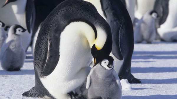 Oggi in TV: "La marcia dei pinguini - Il richiamo". Tra i ghiacci dell'Antartide accompagnati dalla voce di Pif