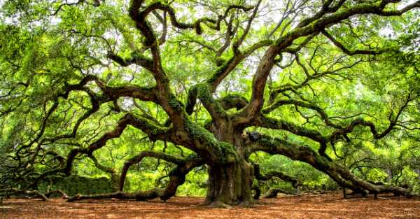 Oggi in TV: "Ritorno alla natura". A piedi fino alla quercia magica