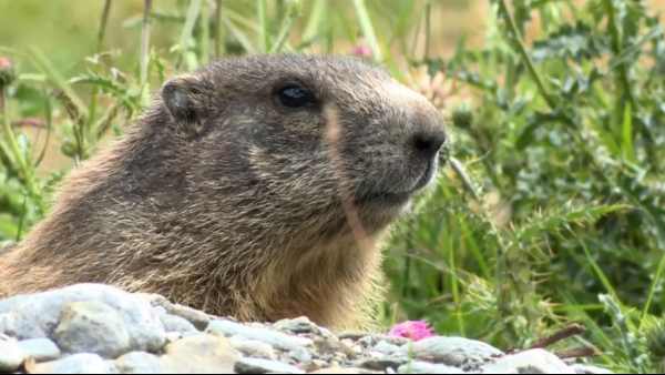 Oggi in TV: "Wild Italy". Le Alpi tornano selvagge