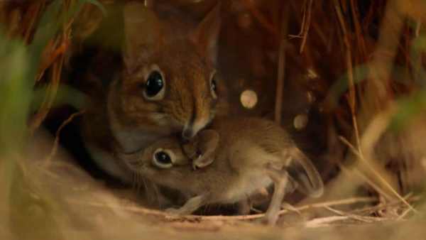 Oggi in TV: ""Un giorno nella natura selvaggia" su Rai5". Le pianure