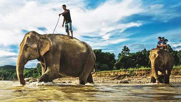 Stasera in TV: ""Mahout - La pista degli elefanti" su Rai5". Una tradizione secolare