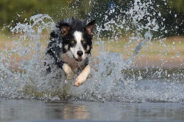 Stasera in TV: "Il cane, un amico di famiglia, e i suoi simili". Asia e Africa
