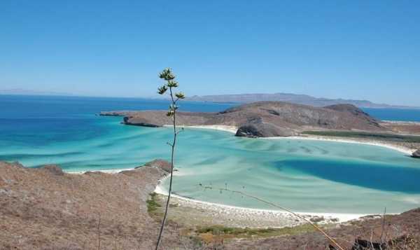 Oggi in TV: "Le "Isole della Bassa California" su Rai5". Un tuffo nell'acquario del mondo