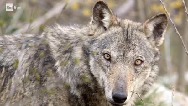 Oggi in TV: "Wild Italy". Su Rai5 il ritorno alla vita selvaggia