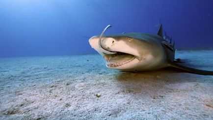 Oggi in TV: "Gli squali di "Wild Caraibi". Su Rai5 (canale 23) il doc dedicato ai temibili predatori