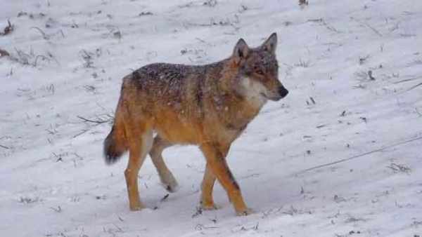 Oggi in TV: " La "Wild Italy" di Rai5 (canale 23)". Storie di lupi e altri predatori