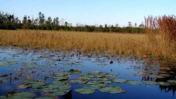 Oggi in TV: "Rai5 (canale 23) racconta i "Misteri delle paludi americane"". Okefenokee, la terra che fluttua