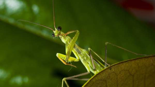 Oggi in TV: "Insetti predatori a "Wild Italy" su Rai5 (canale 230)". Killer a sei zampe