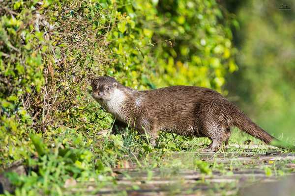 Oggi in TV: "I predatori del fiume a "Wild Italy"". Su Rai5 (canale 23) obiettivo sulla lontra