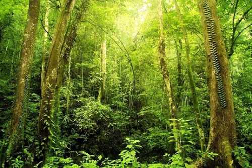 Stasera in TV: ""I meccanismi della natura" raccontati da Rai5 (canale 23)". La giungla