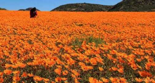 Oggi in TV: " Su Rai5 (canale 23) un deserto che fiorisce". "I tesori segreti del Sudafrica" scopre il Namaqualand