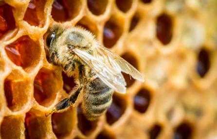 Biodiversità: Una casa per le api su tutti i tetti della PA