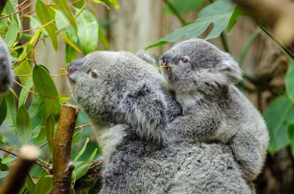Oggi in TV: "La biodiversità dell'Australia su Rai5 (canale 23)". Il doc per la serie "Hotspots, l'ultima speranza"