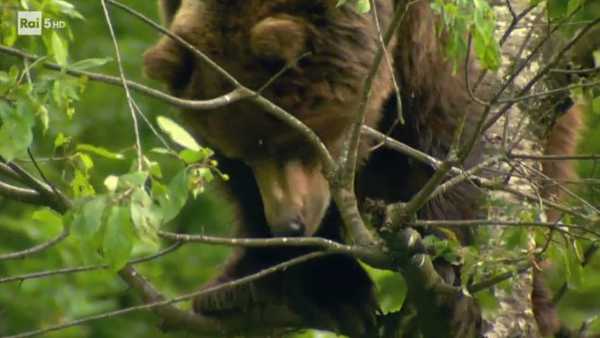 Oggi in TV: "Gli orsi della "Wild Italy"". Su Rai5 (canale 23) storie contrapposte