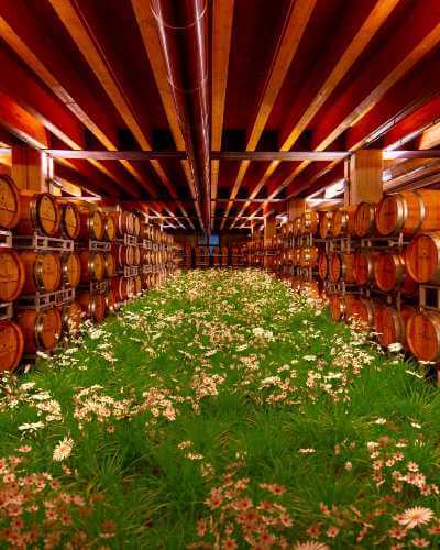 La nuova collaborazione fra Pasqua Vini e il giovane artista Timo Helgert si traduce in un tributo a Verona e alla Valpolicella