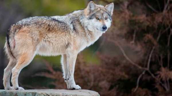 Oggi in TV: "I lupi di "Wild Italy"": Su Rai5 (canale 23) l'avanzata del branco