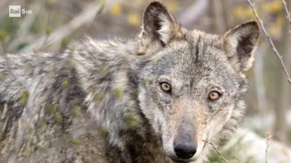 Oggi in TV: I lupi di "Wild Italy" - Su Rai5 (canale 23) obiettivo sui grandi predatori