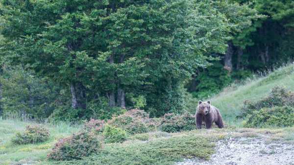 Oggi in TV: "Wild Italy" racconta i carnivori Su Rai5 (canale 23) - le "tattiche" animali