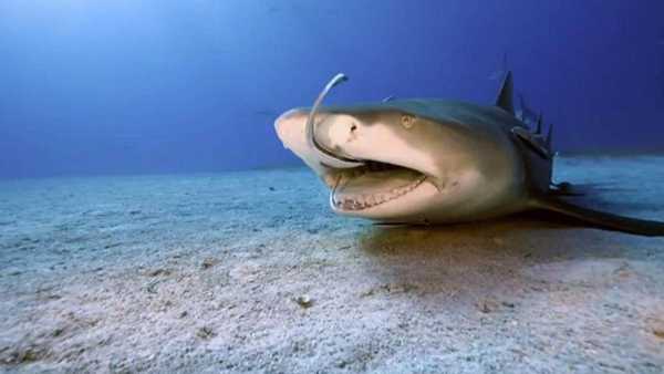 Stasera in TV: Nei "Wild Caraibi" con Rai5 (canale 23) - I predatori dei Caraibi