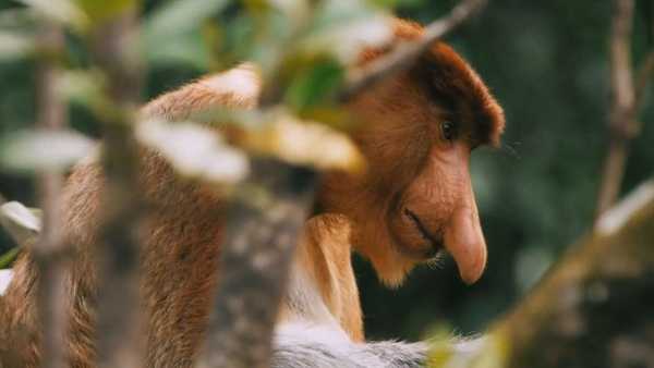 Oggi in TV: Su Rai5 "Hotspots, Australia" La scommessa della biodiversità