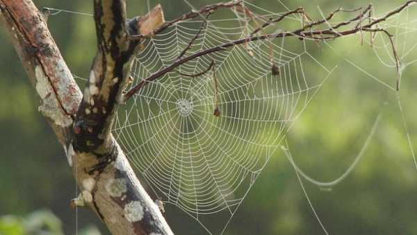 Oggi in TV: "Wild Italy" tra trappole e agguati Su Rai5 (canale 23) - I predatori a otto zampe