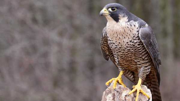 Oggi in TV: A "Wild Italy" i predatori del cielo - Su Rai5 (canale 23) le "battaglie" aeree