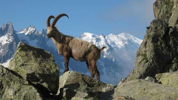 Oggi in TV: Le "Alpi selvagge" di Rai5 (canale 23) - Ritorno dei grandi predatori