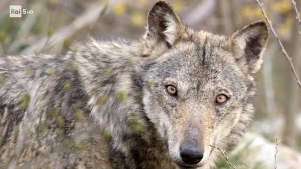 Oggi in TV: "Su Rai5 (canale 23) c'è "Wild Italy"". Ritorno alla vita selvaggia