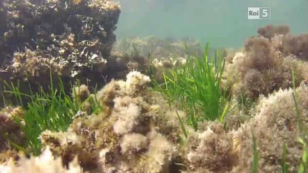 Oggi in TV: Sotto le onde con "Wild Italy" - Su Rai5 (canale 23) la fauna dei mari italiani