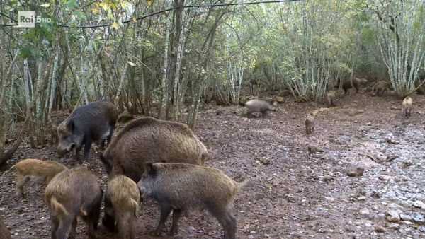 Oggi in TV: I cinghiali di "Wild Italy" - Su Rai5 (canale 23) il branco inarrestabile