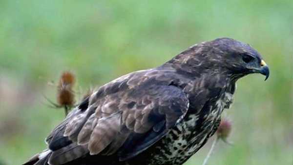 Oggi in Tv: La "Wild Italy" di Rai5 (canale 23) - Il grande viaggio