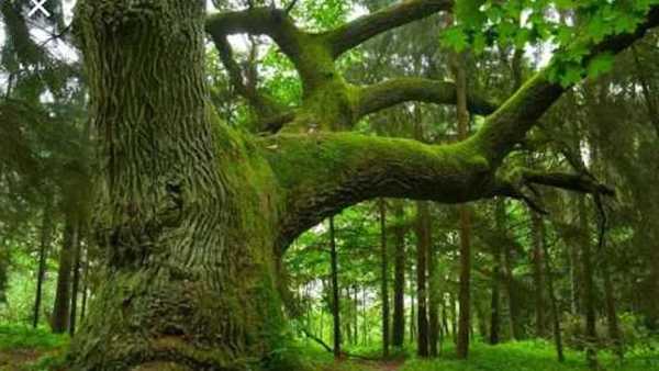 Oggi in Tv: Su Rai5 (canale 23) "I meccanismi della natura" - Da Panama alla scoperta della giungla