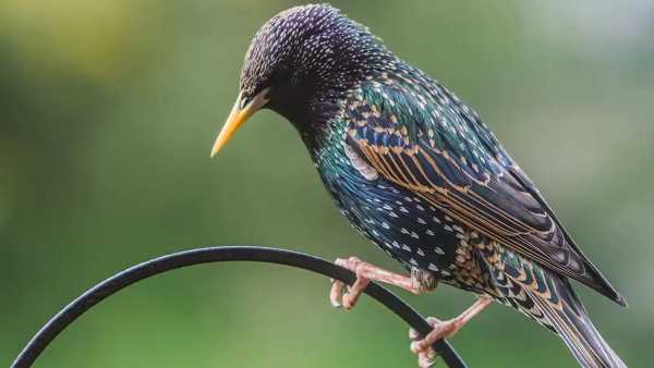 Oggi in TV: Nel cielo di "Wild Italy" - Su Rai5 (canale 23) la potenza di sciami e stormi