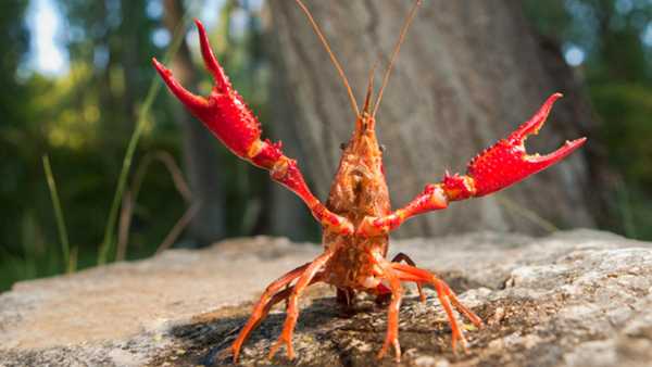 Oggi in Tv: La "Wild Italy" di Rai5 (canale 23) - Un'invasione "aliena"