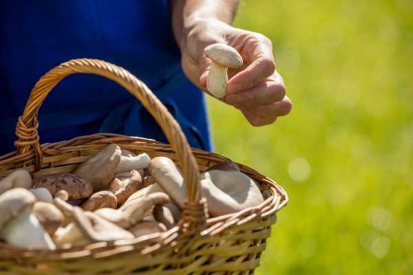 I “Sapori del maso” da sfogliare