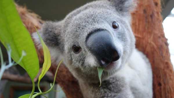 Oggi in TV: Su Rai5 (canale 23) "Hotspots, l'ultima speranza" - L'Australia e la scommessa della biodiversità Oggi in TV: Su Rai5 (canale 23) "Hotspots, l'ultima speranza" - L'Australia e la scommessa della biodiversità
