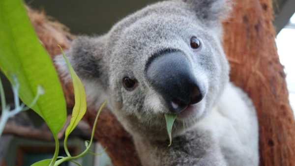 Oggi in TV: Su Rai5 (canale 23) "Hotspots, l'ultima speranza" - L'Australia e la scommessa della biodiversità