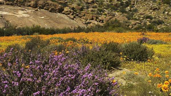 Oggi in Tv: "I tesori segreti del Sudafrica" svelati da Rai5 (canale 23) - Namaqualand, il deserto che fiorisce Oggi in Tv: "I tesori segreti del Sudafrica" svelati da Rai5 (canale 23) - Namaqualand, il deserto che fiorisce