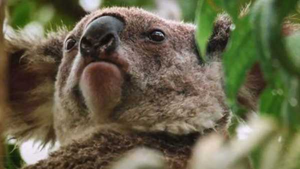 Oggi in TV: "Hotspots, l'ultima speranza" Con Rai5 nel Borneo