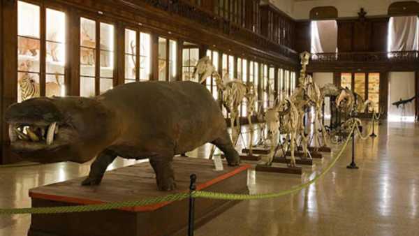 È dedicato alla zoologia il nuovo ciclo di “Newton Progetto Scienza”, il programma di informazione e approfondimento scientifico di Rai Cultura, in onda in prima visione da lunedì 19 ottobre alle 21.00 su Rai Scuola. Nella prima puntata, Davide Coero Borga e il professor Biagio D’Aniello, zoologo dell’Università Federico II di Napoli, vanno alla scoperta delle simbiosi in natura, dei rapporti di parassitismo e mutualismo che caratterizzano le varie specie. Obiettivo, in particolare sulle specie aliene che introducono nuovi parassiti in altri ambienti e sulla manipolazione del parassita sulla specie ospite, pratica che può arrivare fino all’induzione al suicidio. Donato Grasso, zoologo dell’Università di Parma, spiega, invece, come operano le formiche schiaviste, che colonizzano e predano uova di altri formicai. A Varese, Adriano Martinoli, zoologo dell’Università degli Studi dell’Insubria, mostra il caso dello scoiattolo grigio americano, i cui parassiti rischiano di far estinguere lo scoiattolo rosso italiano.