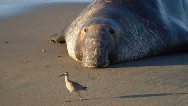 Oggi in Tv: Wildest Antarctic - Su Rai5 (canale 23) le stagioni tra i ghiacci