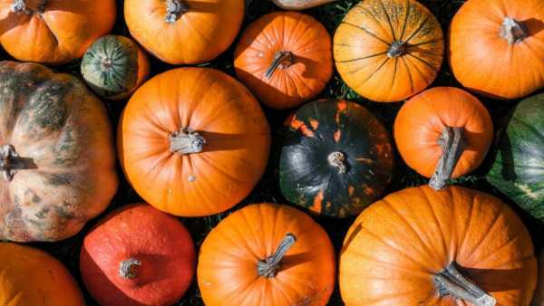 Oggi in TV: Spalla, musicoterapia e le proprietà della zucca a "Elisir" - La medicina su Rai3