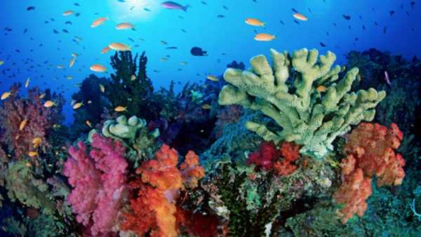 Oggi in TV: Gli ecosistemi di "Wild Caraibi" - Su Rai5 (canale 23) balene e vulcani